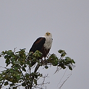 "African Fish-Eagle" St. Lucia, South Africa